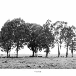 Trees by Fayros Jaffer