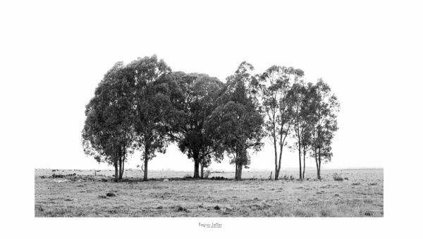 Trees by Fayros Jaffer
